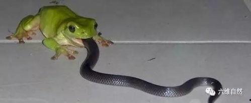娱乐吃瓜酱蛇